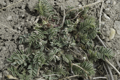 Astragalus crassicarpus