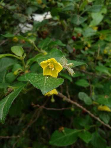 Image of Wild Pepper (Capsicum rhomboideum) by (c) Alejandro Alfredo Aguirre, some rights reserved (CC BY)