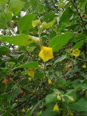 Capsicum rhomboideum