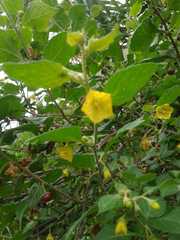 Capsicum rhomboideum