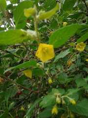 Capsicum rhomboideum