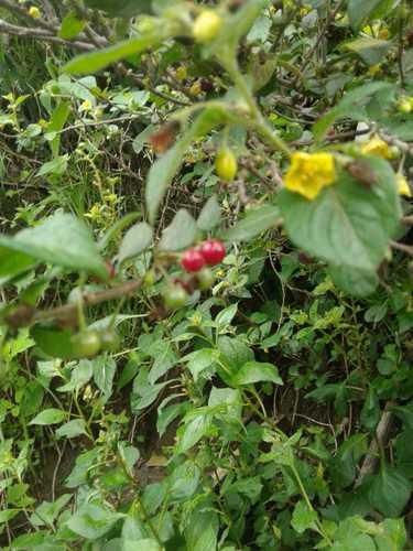 Image of Capsicum rhomboideum by (c) Alejandro Alfredo Aguirre, some rights reserved (CC BY)