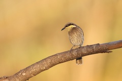 Gavicalis fasciogularis