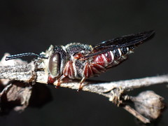 Coelioxys slossoni slossoni