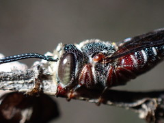 Coelioxys slossoni slossoni