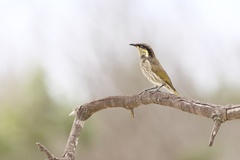 Gavicalis fasciogularis