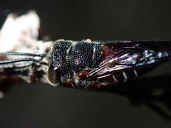 Coelioxys slossoni slossoni