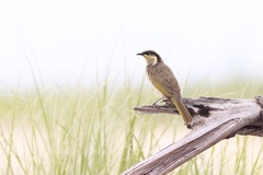 Gavicalis fasciogularis