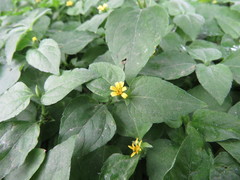 Calyptocarpus vialis