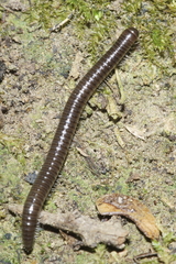 Eumastigonus