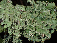 Pseudocyphellaria glabra