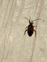 Eustictus