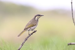 Gavicalis fasciogularis