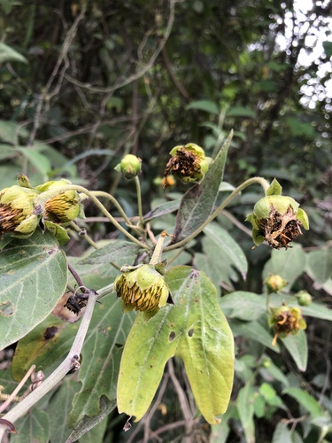 Passiflora punctata image