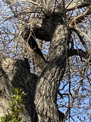 Sitta carolinensis