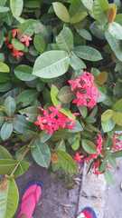Ixora