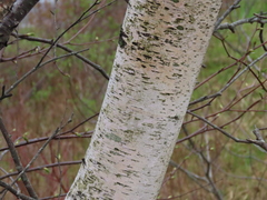 Betula