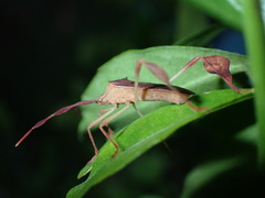 Chondrocera laticornis