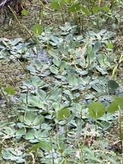 Pistia stratiotes image