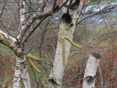 Betula