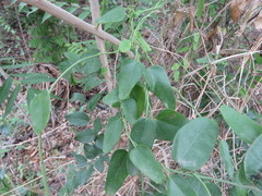 Cocculus diversifolius