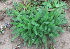 Achillea millefolium