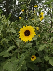 Helianthus annuus