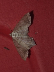 Oxymacaria temeraria