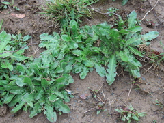 Hypochaeris radicata