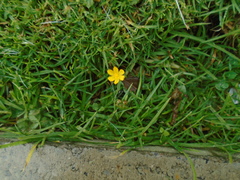 Sisyrinchium tinctorium