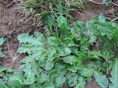 Hypochaeris radicata