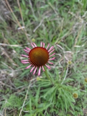 Echinacea atrorubens