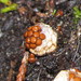 Amorphous Bird's Nest Fungus - Photo (c) Tim Sage, some rights reserved (CC BY-SA), uploaded by Tim Sage