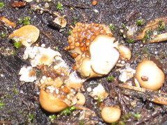 Nidularia deformis