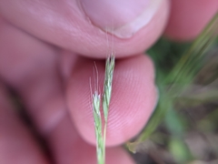 Trisetum interruptum