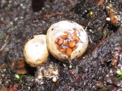 Nidularia deformis
