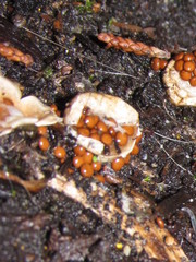 Nidularia deformis