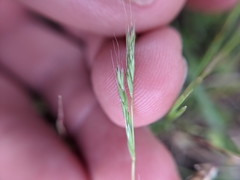 Trisetum interruptum