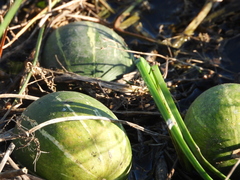 Cucurbita andreana