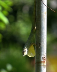 Anolis aeneus