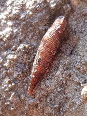 Alinda biplicata