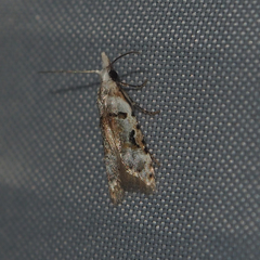 Metacosmesis laxeuta