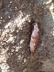 Alinda biplicata