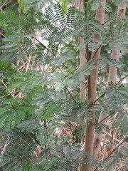 Leucaena leucocephala