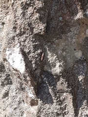 Alinda biplicata