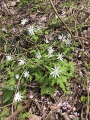 Anemonoides pseudoaltaica