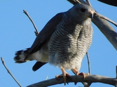 Buteo plagiatus