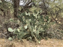 Opuntia chlorotica