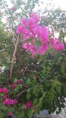 Bougainvillea