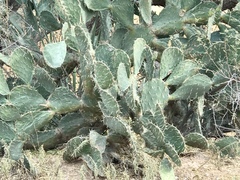 Opuntia chlorotica